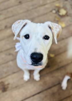 Rescue Dalmatian Dogs for Adoption in Rogers, Arkansas - Phoebe | PetCurious