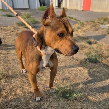 Chester -  Mixed Breed Dog for Adoption in Spokane, Washington - Chester | PetCurious