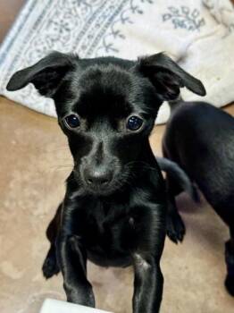 Jolene Jolene -  Chihuahua Dog for Adoption in Stanwood, Washington - Jolene Jolene | PetCurious