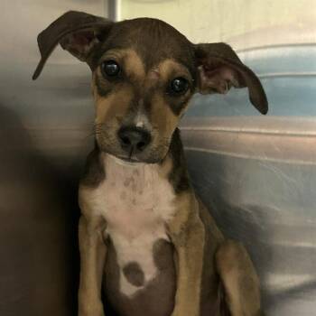 KARINA -  Black Mouth Cur Dog for Adoption in San Antonio, Texas - KARINA | PetCurious