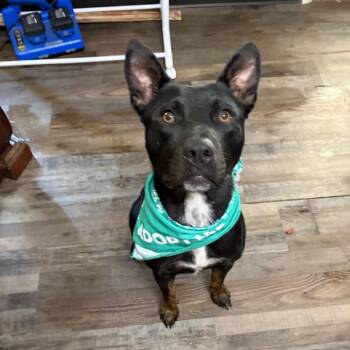 Pepper -  Mixed Breed Dog for Adoption in Sequatchie, Tennessee - Pepper | PetCurious