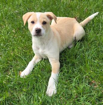 Terrier Dogs Available for Adoption in South Bend, Indiana - Davy | PetCurious