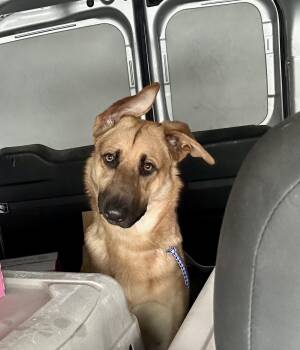 German Shepherd Dog Dogs Available for Adoption - SURVIVOR OF DV | PetCurious