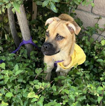Rescue Pug and Shepherd Dogs for Adoption in El Segundo, California - Mike | PetCurious