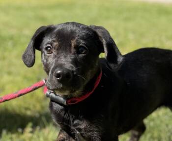 Labrador Retriever Dogs Available for Adoption in Locust Fork, Alabama - Trooper | PetCurious