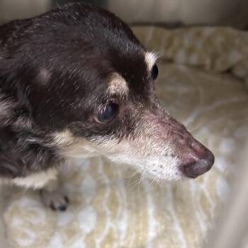 Chihuahua Dogs Available for Adoption - Cole | PetCurious