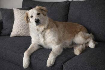 Sully -  Labrador Retriever Dog for Adoption in Hot Springs, South Dakota - Sully | PetCurious