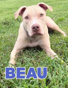 BEAU -  Mixed Breed Dog for Adoption in Shalimar, Florida - BEAU | PetCurious