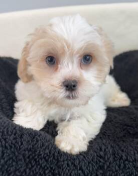 Shih Poo Dogs Available for Adoption - Lil Lamb | PetCurious