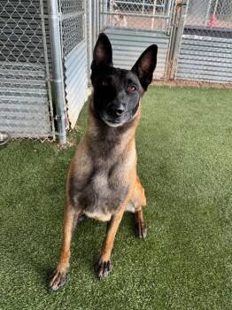 Panzer -  Belgian Shepherd Malinois Dog for Adoption in Chino Valley, Arizona - Panzer | PetCurious