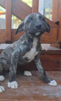Oregano (6 Baby Pepperonis 3) -  Hound and Husky Dog for Adoption in Lewis Center, Ohio - Oregano (6 Baby Pepperonis 3) | PetCurious