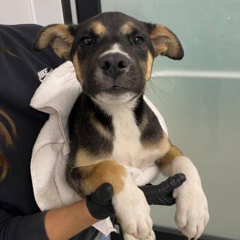 Pit Bull Terrier and Shepherd Dogs Available for Adoption in Abilene, Texas - Butterscotch | PetCurious