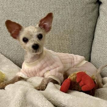 Ruby -  Terrier and Yorkshire Terrier Dog for Adoption in Pelham, New Hampshire - Ruby | PetCurious