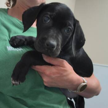 Rescue Pit Bull Terrier and Mixed Breed Dogs for Adoption in Tulsa, Oklahoma - Millie | PetCurious