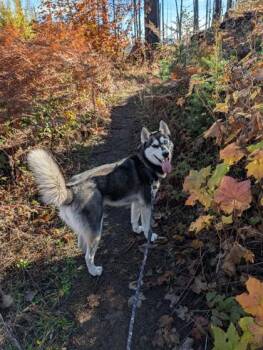 Rescue Husky Dogs for Adoption in Roseburg, Oregon - Stormy | PetCurious