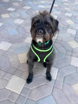 Bulldog and Poodle Dogs Available for Adoption - Jack | PetCurious