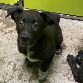 Australian Cattle Dog Blue Heeler and Mixed Breed Dogs Available for Adoption - Benny | PetCurious