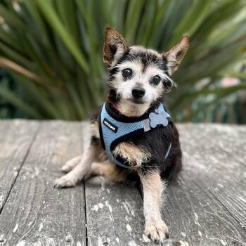 Tulle (was Callie) -  Terrier Dog for Adoption in Pacific Grove, California - Tulle (was Callie) | PetCurious