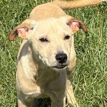 Rescue Labrador Retriever and Rat Terrier Dogs for Adoption in Valdosta, Georgia - Jester | PetCurious