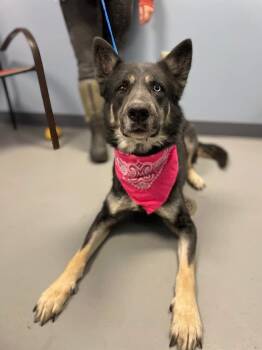 Amirah -  Shepherd and Husky Dog for Adoption in Zanesville, Ohio - Amirah | PetCurious