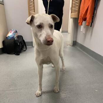 Mixed Breed Dogs Available for Adoption in Westminster, California - WAGS-Stray-21841 | PetCurious