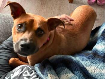 Hurley -  Pit Bull Terrier Dog for Adoption in Germantown, Ohio - Hurley | PetCurious