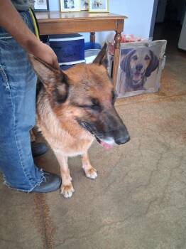 Eva -  German Shepherd Dog Dog for Adoption in Brownwood, Texas - Eva | PetCurious