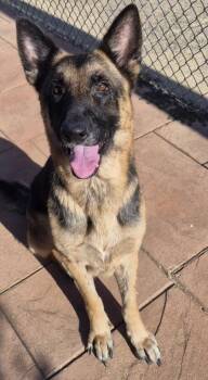 Sarabi -  German Shepherd Dog and Mixed Breed Dog for Adoption in Shreveport, Louisiana - Sarabi | PetCurious