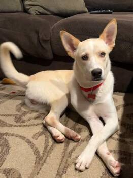 Shepherd Dogs Available for Adoption - 26Tioga | PetCurious