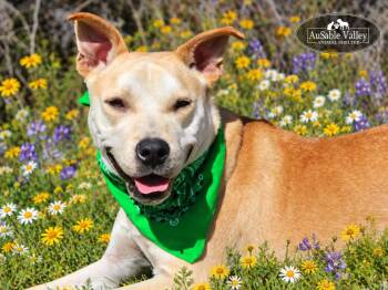 Caramel -  Mixed Breed Dog for Adoption in Grayling, Michigan - Caramel | PetCurious