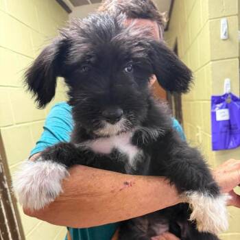 Presley (P Litter) -  Mixed Breed Dog for Adoption - Presley (P Litter) | PetCurious