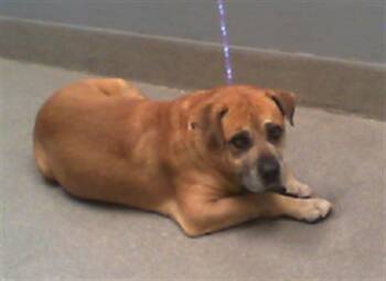 Rescue Labrador Retriever Dogs for Adoption in Las Vegas, Nevada - SPIKE | PetCurious