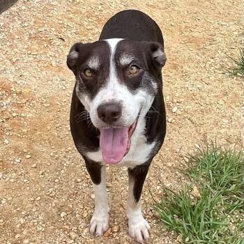 Kerlin -  Mixed Breed Dog for Adoption in Brewton, Alabama - Kerlin | PetCurious