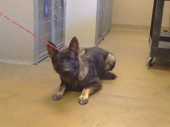 KENNY ROGERS -  German Shepherd Dog Dog for Adoption in Sacramento, California - KENNY ROGERS | PetCurious