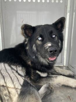 Rescue German Shepherd Dog Dogs for Adoption in Stockton, California - CLOONEY | PetCurious