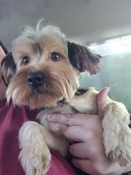 Yorkshire Terrier Dogs Available for Adoption in Republic, Missouri - Rufus | PetCurious
