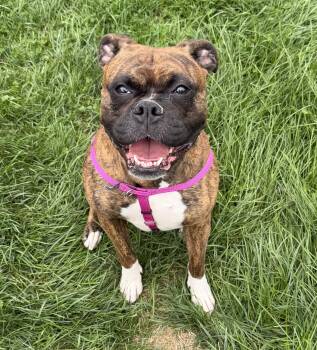 Sadie -  Boxer Dog for Adoption in Jamesville, New York - Sadie | PetCurious