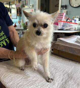 Miss Beetle (NOT YET AVAILABLE) -  Pomeranian and Chihuahua Dog for Adoption in Benton, Louisiana - Miss Beetle (NOT YET AVAILABLE) | PetCurious