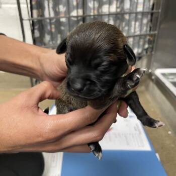 Cozy Heart Penguin -  Dachshund and Mixed Breed Dog for Adoption in Corpus Christi, Texas - Cozy Heart Penguin | PetCurious