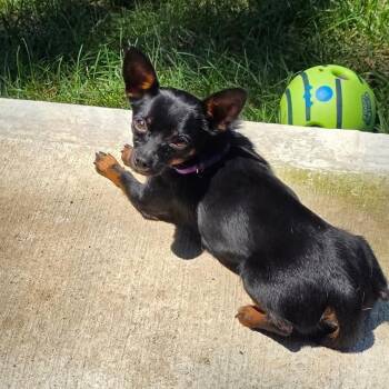 Taquito -  Chihuahua Dog for Adoption in Overland Park, Kansas - Taquito | PetCurious