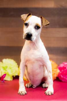 782-26 -  Australian Cattle Dog Blue Heeler Dog for Adoption in Brighton, Colorado - 782-26 | PetCurious