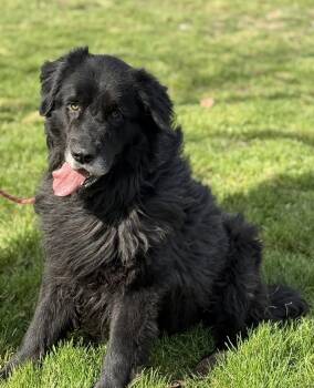Newfoundland Dog Dogs Available for Adoption in Blue Springs, Missouri - El Bandido | PetCurious