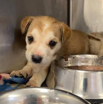 Husky Dogs Available for Adoption in San Antonio, Texas - CASHEW | PetCurious