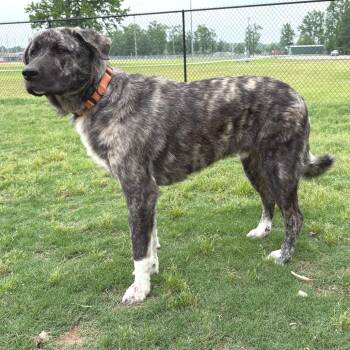 Great Pyrenees and Mastiff Dogs Available for Adoption in Cabot, Arkansas - Trex | PetCurious