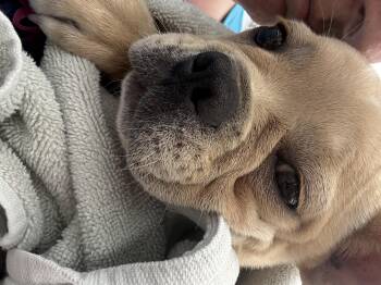 Gemma -  French Bulldog Dog for Adoption in Grant-Valkaria, Florida - Gemma | PetCurious