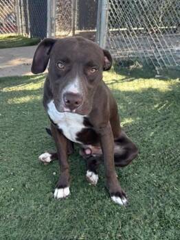 Reese -  Pit Bull Terrier Dog for Adoption in Red Bluff, California - Reese | PetCurious