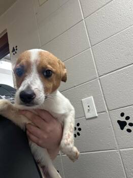 Reef -  Mixed Breed Dog Available for Adoption in Rock Springs, Wyoming - Reef | PetCurious