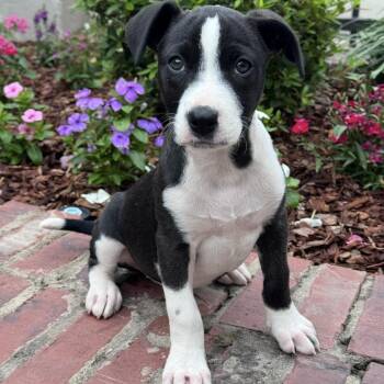 Border Collie and Black Labrador Retriever Dogs Available for Adoption in Atlanta, Texas - Julie | PetCurious