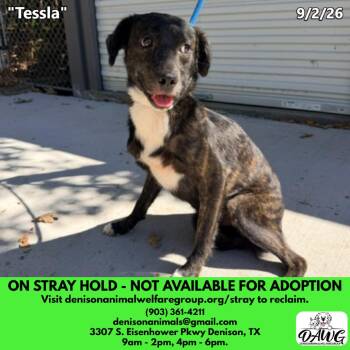 Tessla -  Shepherd and Mixed Breed Dog for Adoption in Denison, Texas - Tessla | PetCurious