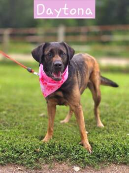 Daytona -  Labrador Retriever and Mastiff Dog for Adoption in Walthill, Nebraska - Daytona | PetCurious